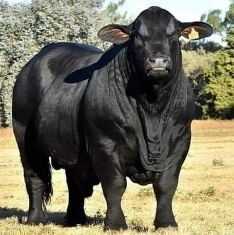 I recently spent $6,500 on this registered Black Angus bull.