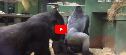 Parents Are Horrified When 2 Gorillas Get Busy In Front Of The Kids.