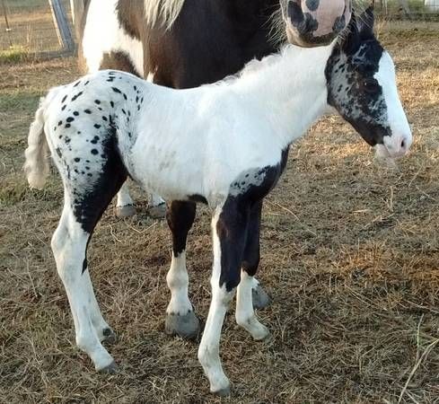 Horse Refuses To Give Birth, When The Vet Sees The Ultrasound He Calls The Police